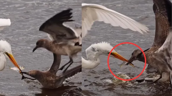 viral wildlife trending video