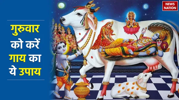 guruwar ko gaay ko roti khilane ke fayde know thursday remedies for lord vishnu blessings