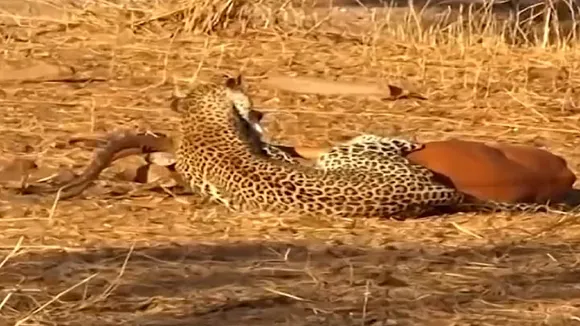 Leopard attack