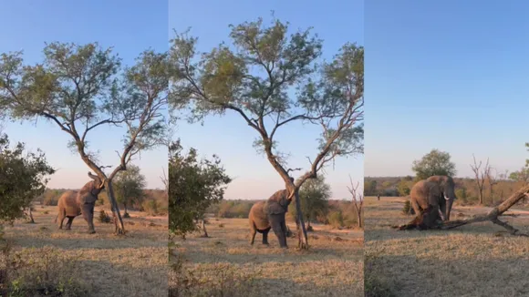 viral wildlife trending video