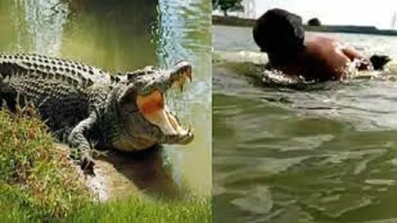 Crocodile Attack