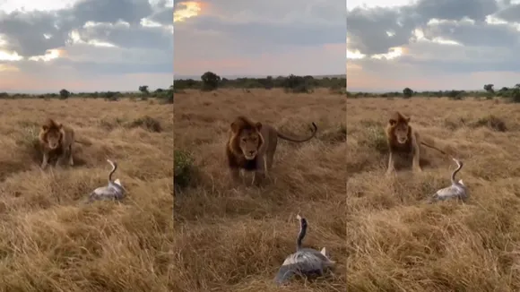 lion-bird-fight