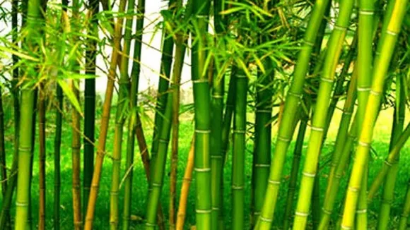 bamboo