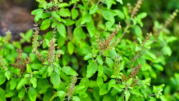 Vastu Tips For Tulsi