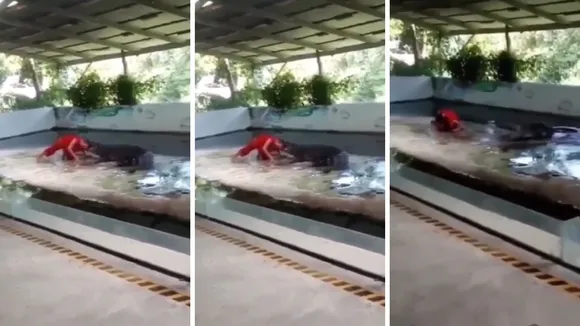 Crocodile attack