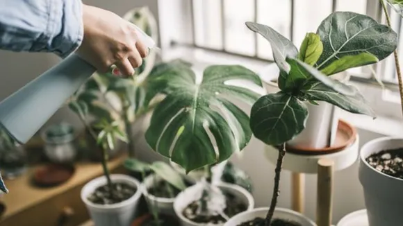 indoor-plants-reduce-pollution