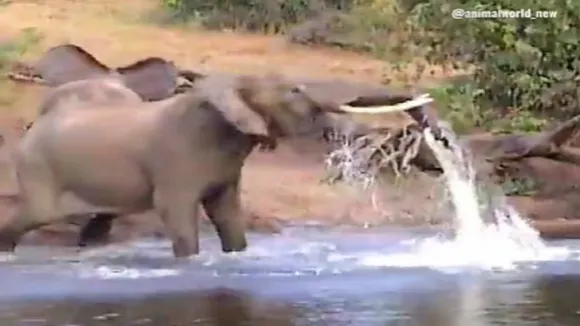 Crocodile attack