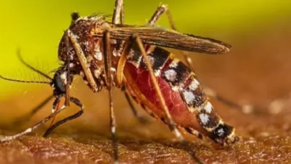 Dengue in Dangerous