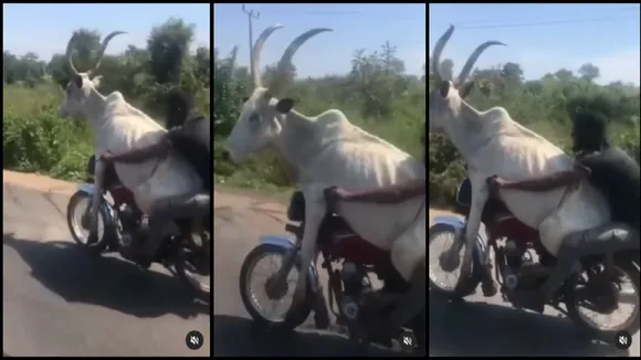 Viral Video