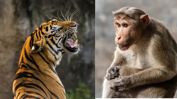 viral wildlife trending video