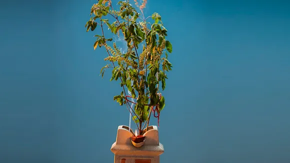 Vastu Tips for Tulsi Plants