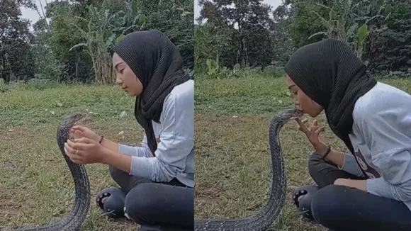 viral video cobra