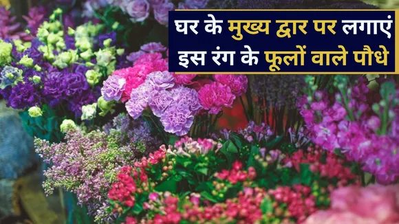 lucky 5 color flower plants that needs to be placed in front of the house for prosperity