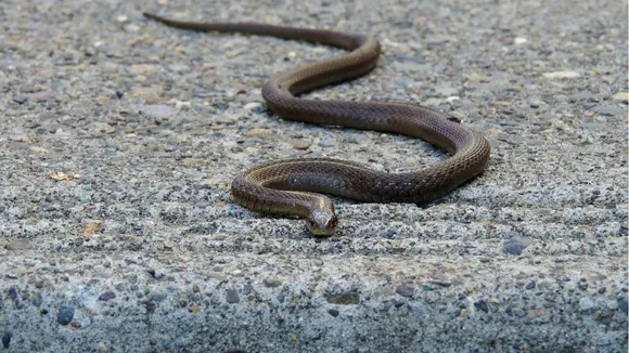 Viral snake Video