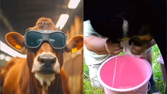 viral video