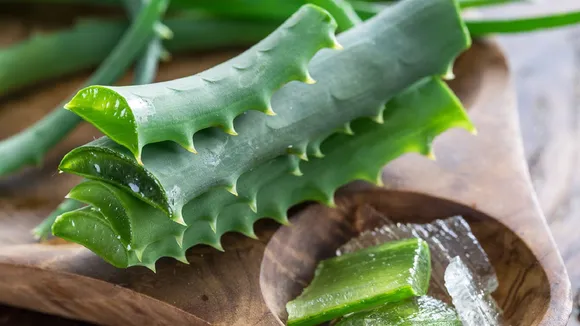 aloe vera benefits
