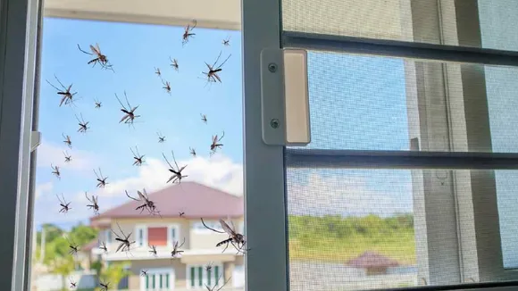 mosquito