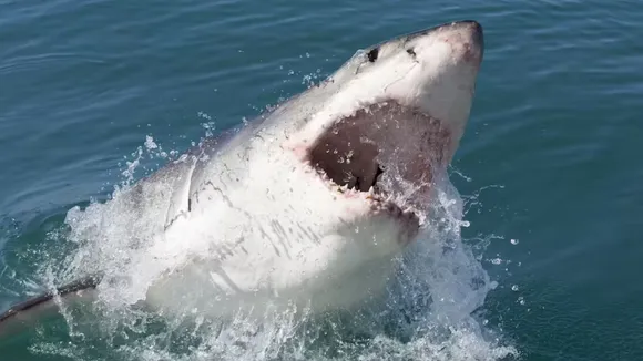 shark_bite