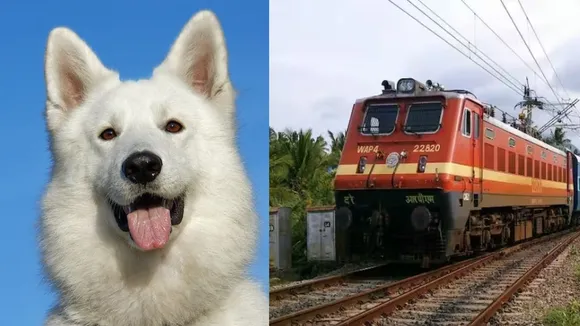 viral dog video