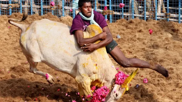 Sri Lanka s first Jallikattu