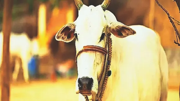gau_daan