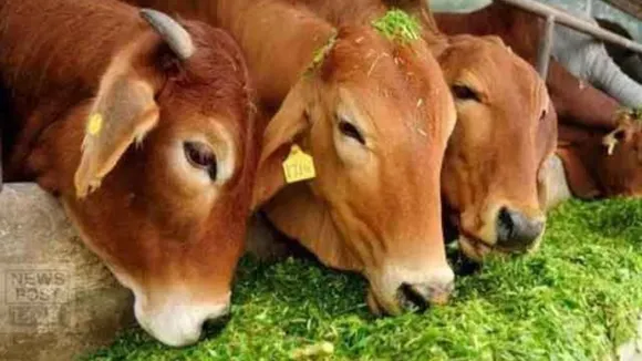 Cow_feeding
