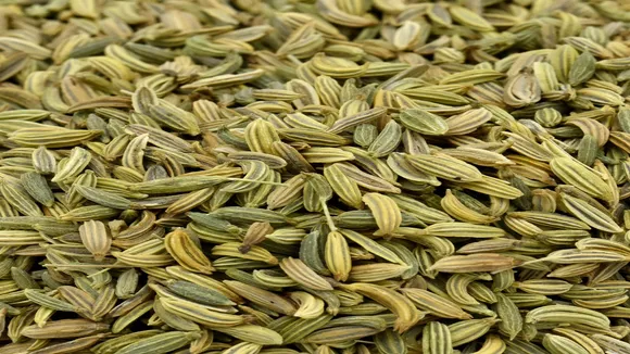 fennel