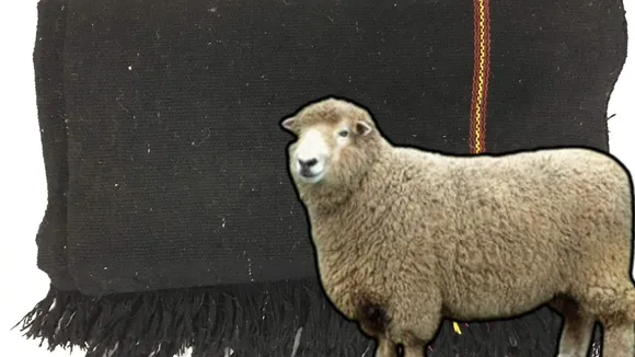 sheep blanket