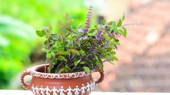 Importance of Tulsi
