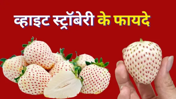 What is White Strawberry and Know Its Benefits