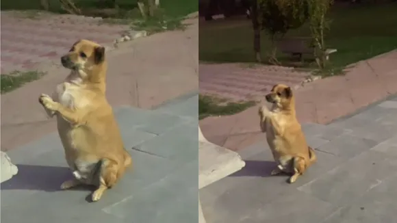 viral video