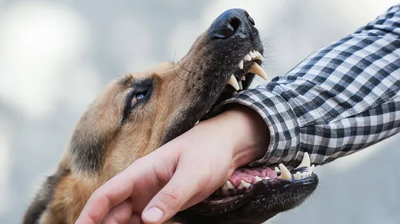 Dog Bite Prevention