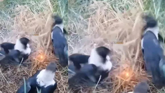 viral video