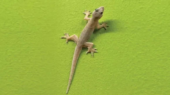 Chipkali