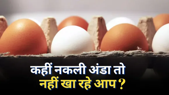 Real And Fake Eggs
