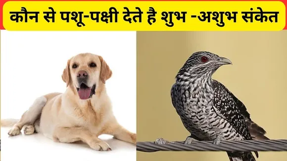 birds