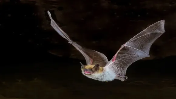 bat
