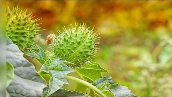 Datura Benefits