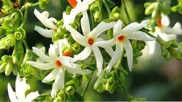 harsingar ke phool ke saral aur asaan upay