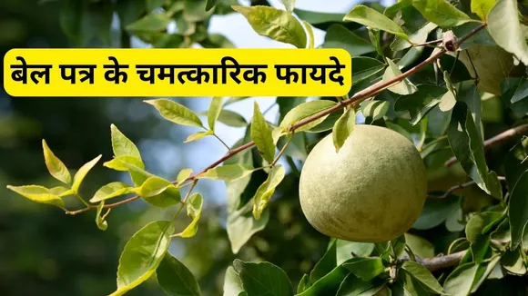 Bael Patra Benefits