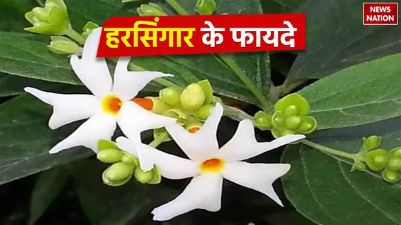 Harsingar Flower Benefits