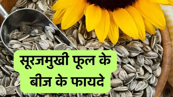 Sunflower Seeds Benefits