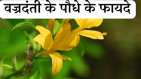 Vajradanti Benefits