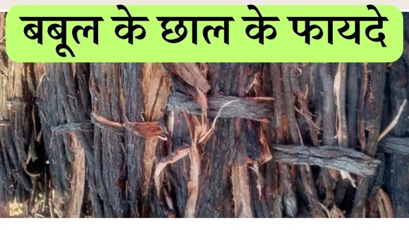 Babool Bark Benefits