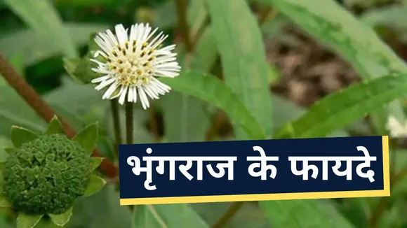 benefits of bhringraj wil shock you know here for hair growth