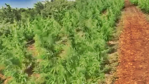 ganja