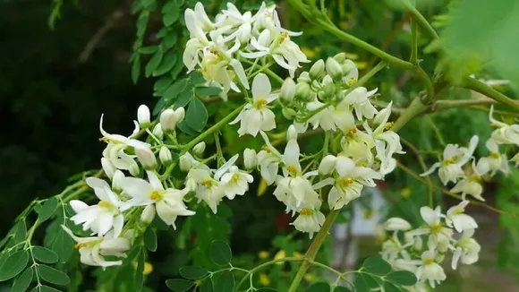 Moringa