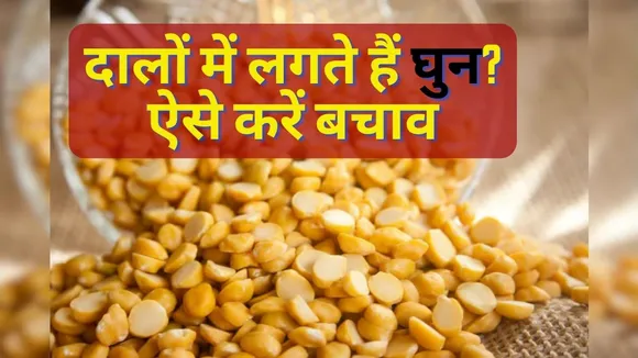 Tips to keep bugs away from lentils