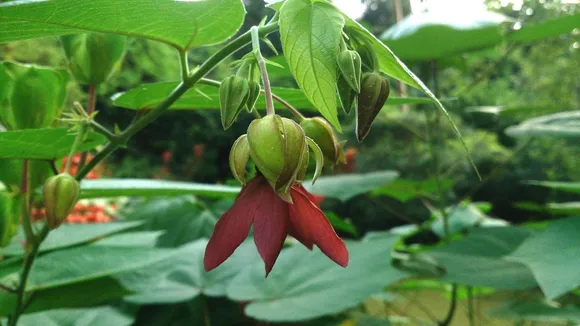 Ultakambal plant These five diseases will be cured by its use