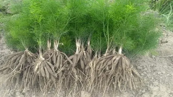 asparagus racemosus